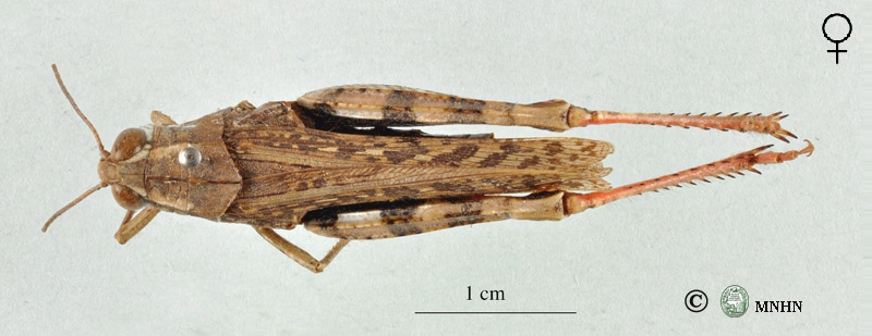 Calliptamus barbarus barbarus femelle
