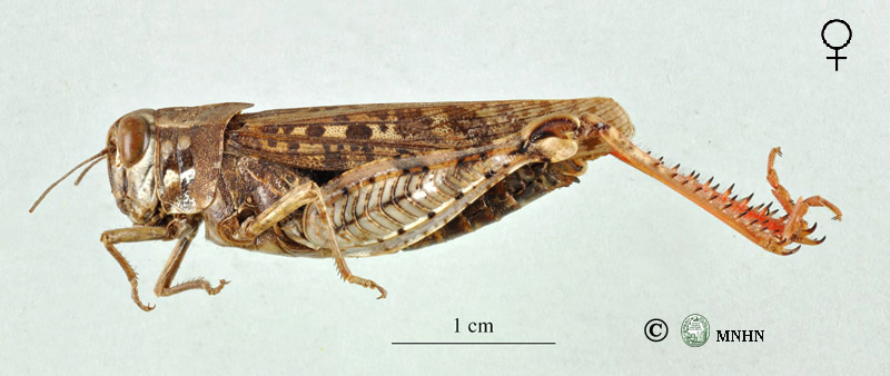 Calliptamus barbarus barbarus femelle