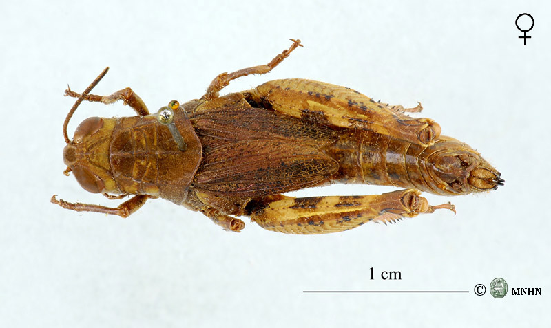 Calliptamus montanus type femelle