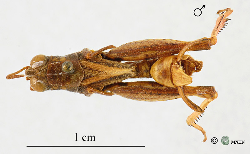 Calliptamus montanus type mâle