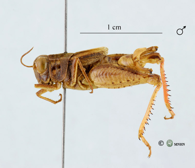 Calliptamus montanus type mâle
