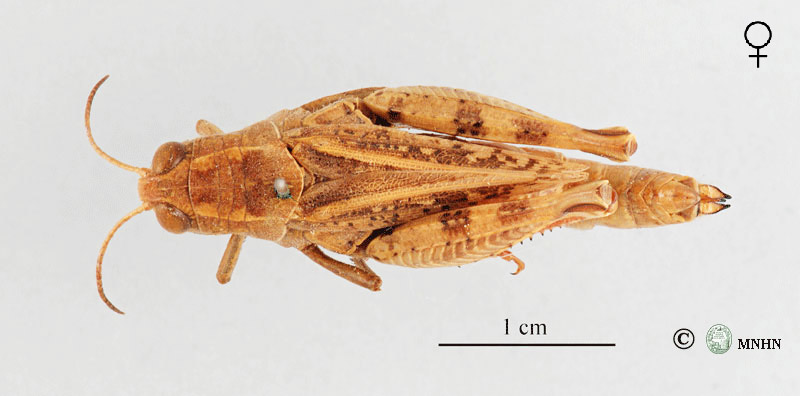 Calliptamus wattenwylianus femelle type