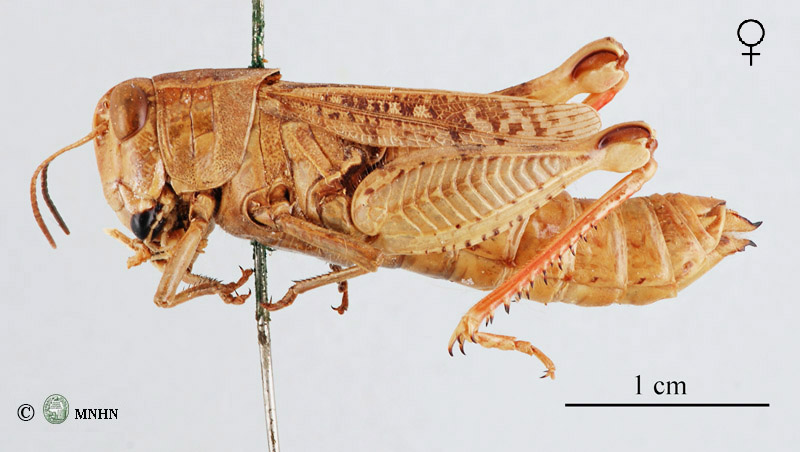 Calliptamus wattenwylianus femelle Type