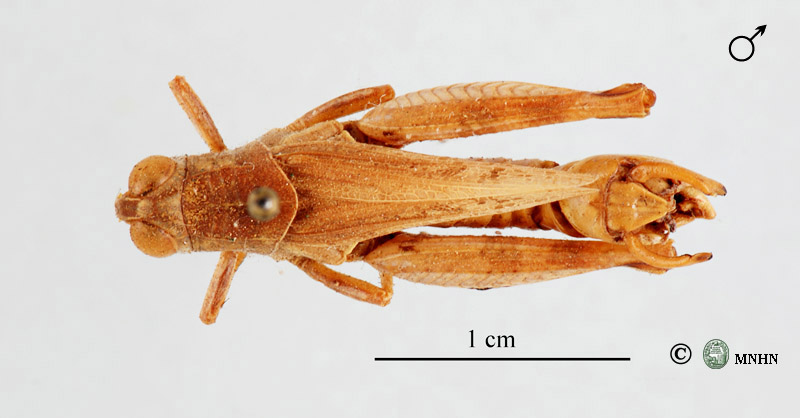 Calliptamus wattenwylianus mâle Type