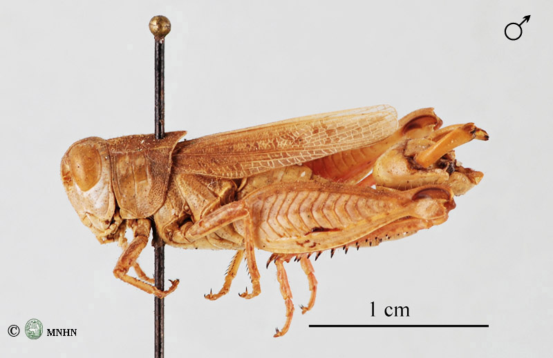 Calliptamus wattenwylianus mâle type
