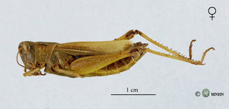 Chorthippus apicalis femelle