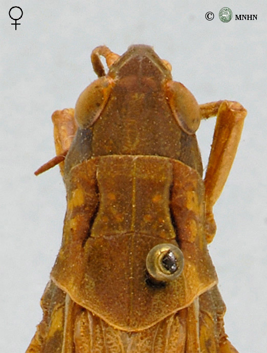 Chorthippus apicalis femelle