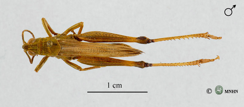 Chorthippus apicalis mâle