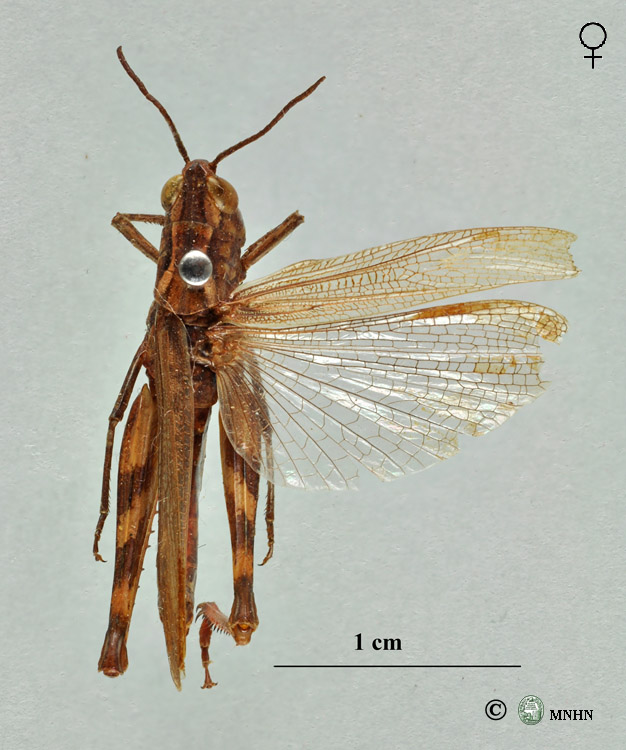 Chorthippus binotatus atlasi femelle
