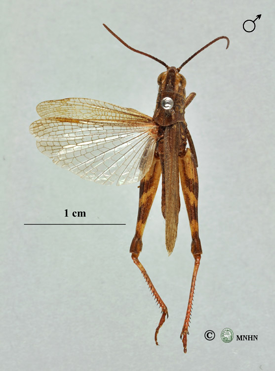 Chorthippus binotatus atlasi mâle