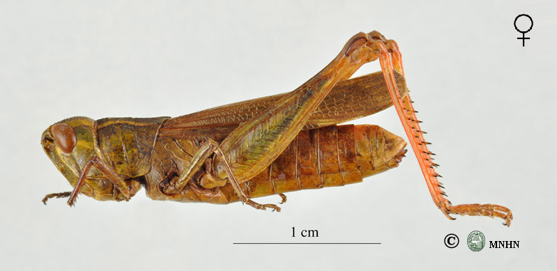 Chorthippus binotatus femelle