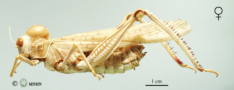 Dericorys albidula femelle