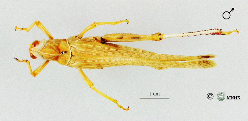 Dericorys albidula mâle