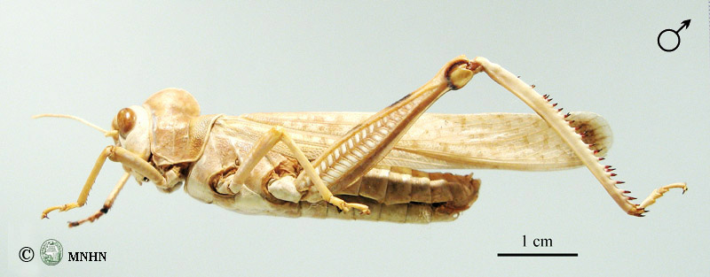 Dericorys albidula mâle
