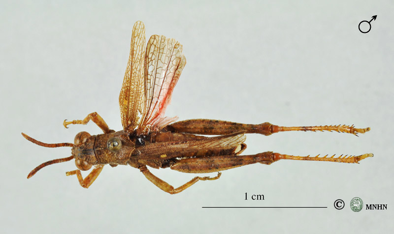 Dericorys escalerai descampsi mâle holotype