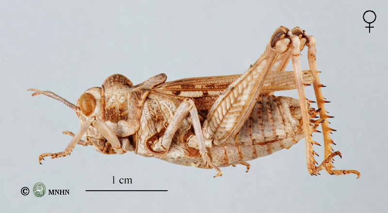 Decorys lobata bolivari femelle