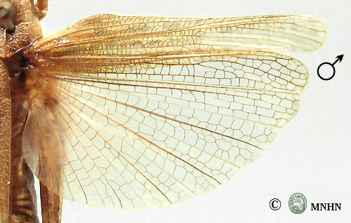 Dericorys millierei mâle type