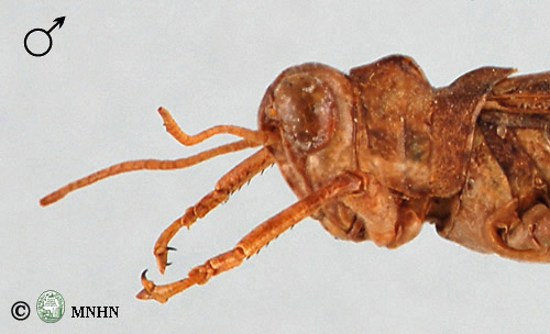 Dericorys millierei mâle type