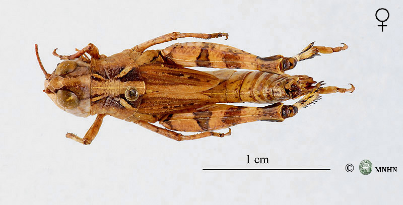 Dociostaurus hammadae femelle