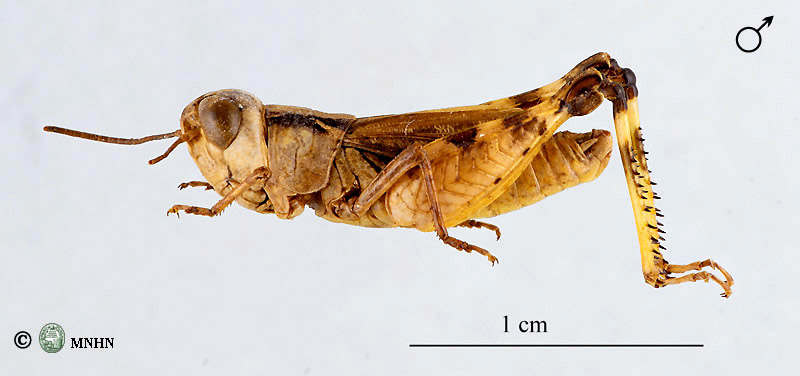 Dociostaurus hammadae mâle