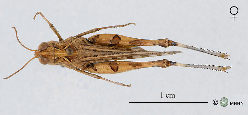 Dociostaurus jagoi femelle