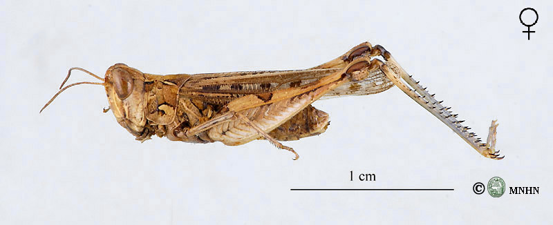 Dociostaurus jagoi femelle