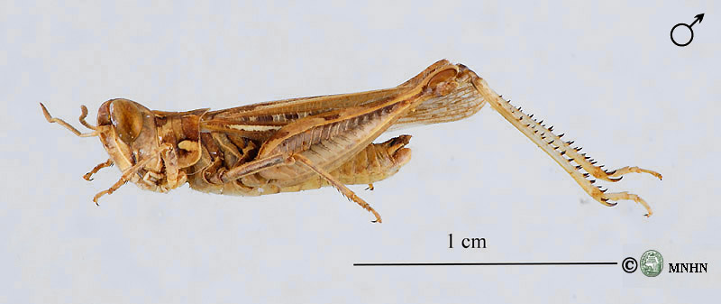 Dociostaurus jagoi mâle