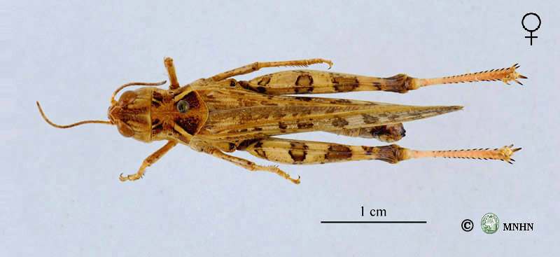 Dociostaurus maroccanus femelle