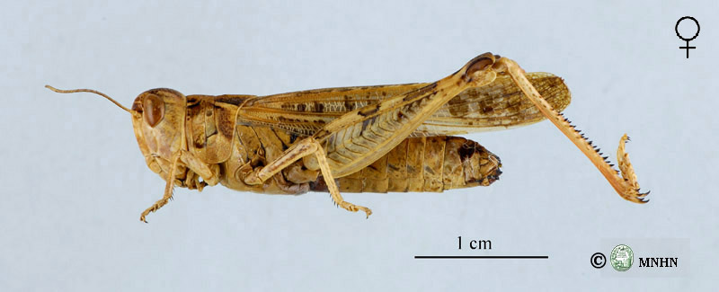Dociostaurus maroccanus femelle