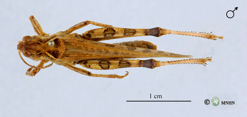 Dociostaurus maroccanus mâle