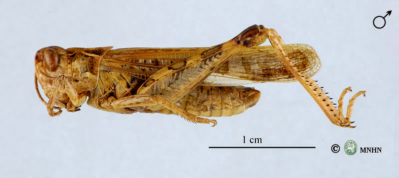 Dociostaurus maroccanus mâle