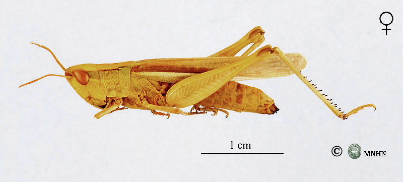 Duroniella lucasii femelle