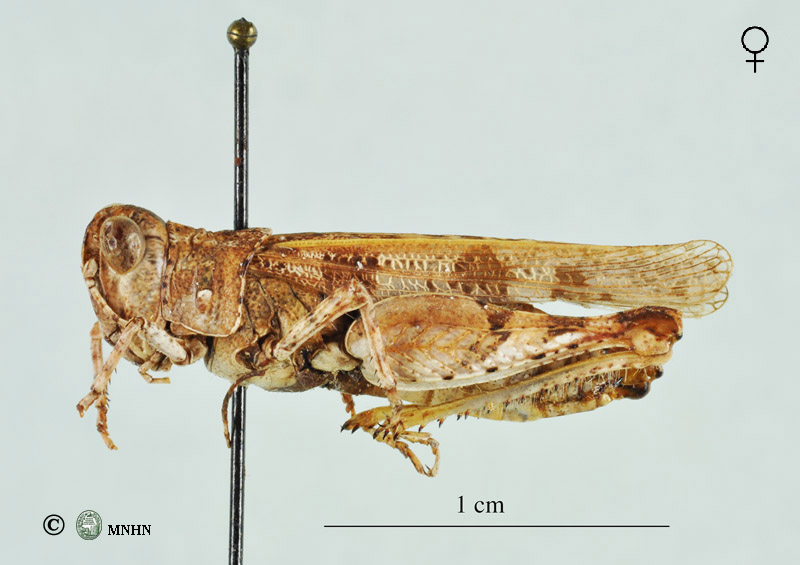 Egnatiella  lineaflava femelle