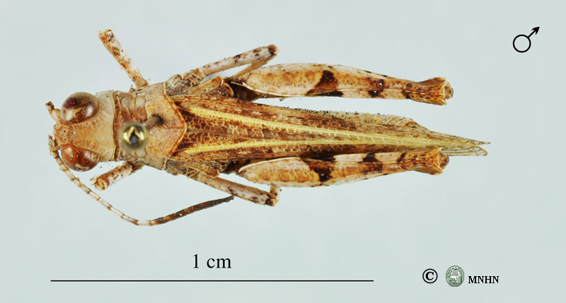 Egnatiella lineaflava mâle