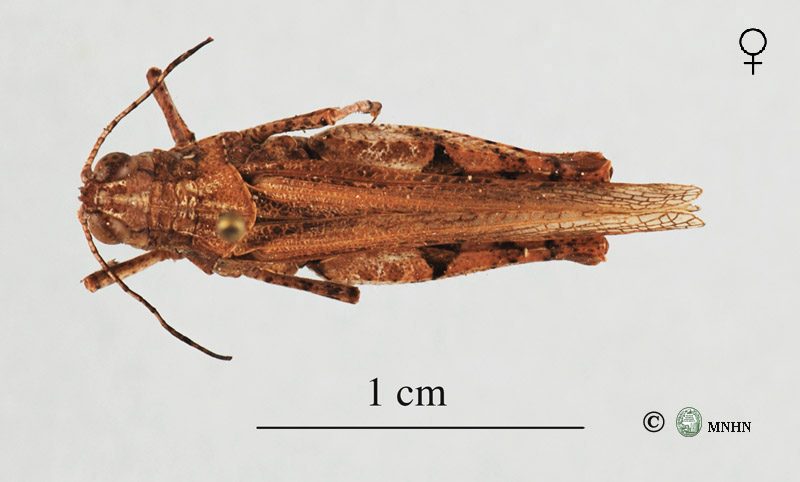 Egnatiella  lineaflava  var.  inornata  paratype femelle