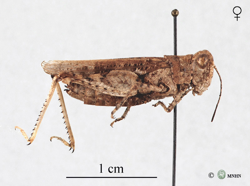 Egnatiella major paratype femelle