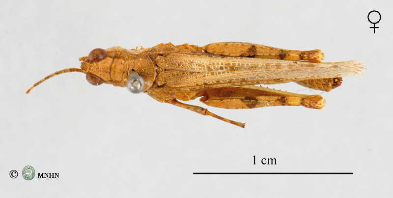 Egnatioides femelle dos