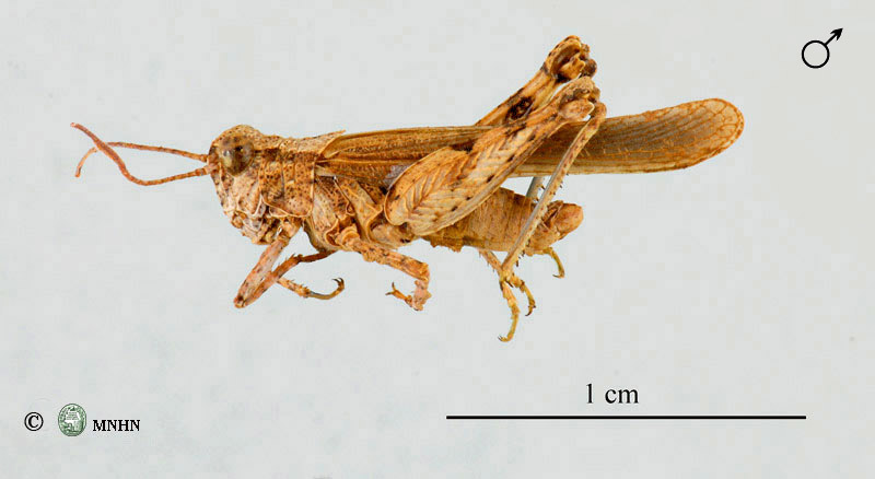 Egnatioides striatus mâle