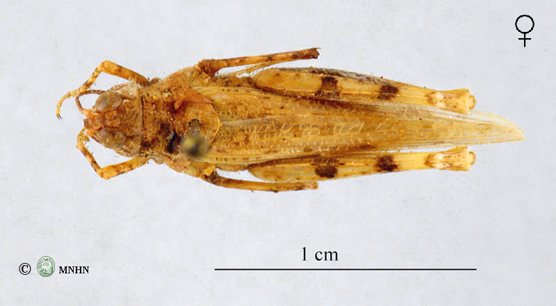 Eremogryllus hammadae femelle