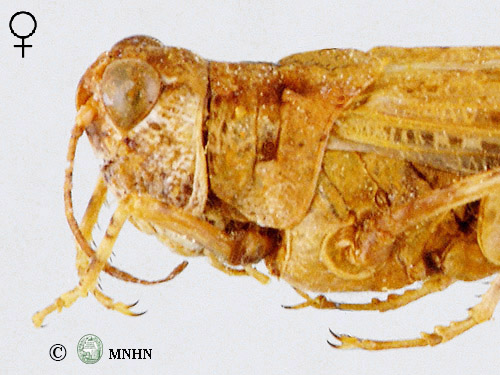 Eremogryllus hammadae femelle