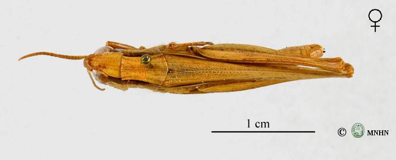 Euchorthippus albolineatus femelle