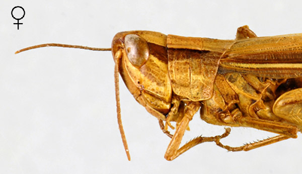 Euchorthippus albolineatus femelle