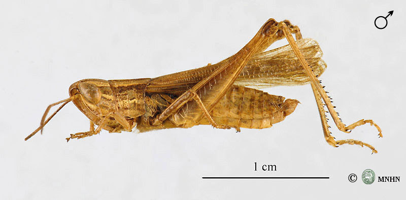 Euchorthippus albolineatus mâle