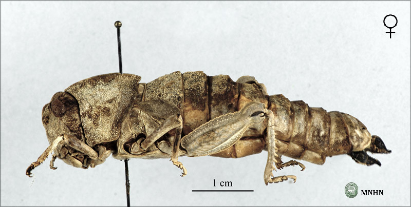 Eunapiodes granosus atlantis NAT femelle