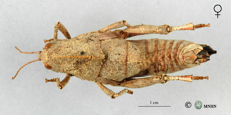Eunapiodes granosus granosus femelle