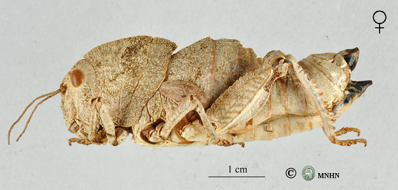 Eunapiodes granosus granosus femelle
