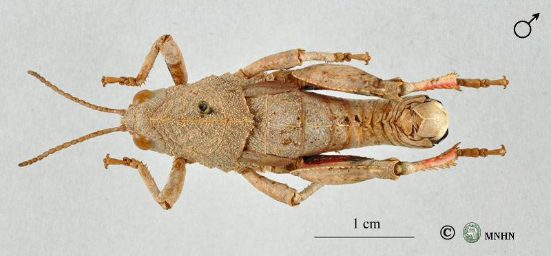 Eunapiodes granosus granosus mâle
