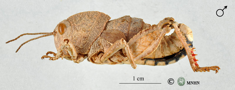 Eunapiodes granosus mâle