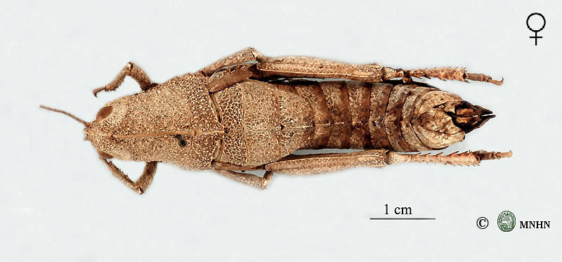 Eunapiodes granosus ifranensis femelle neallotype