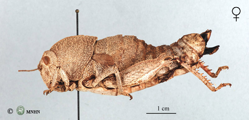 Eunapiodes granosus ifranensis femelle neallotype